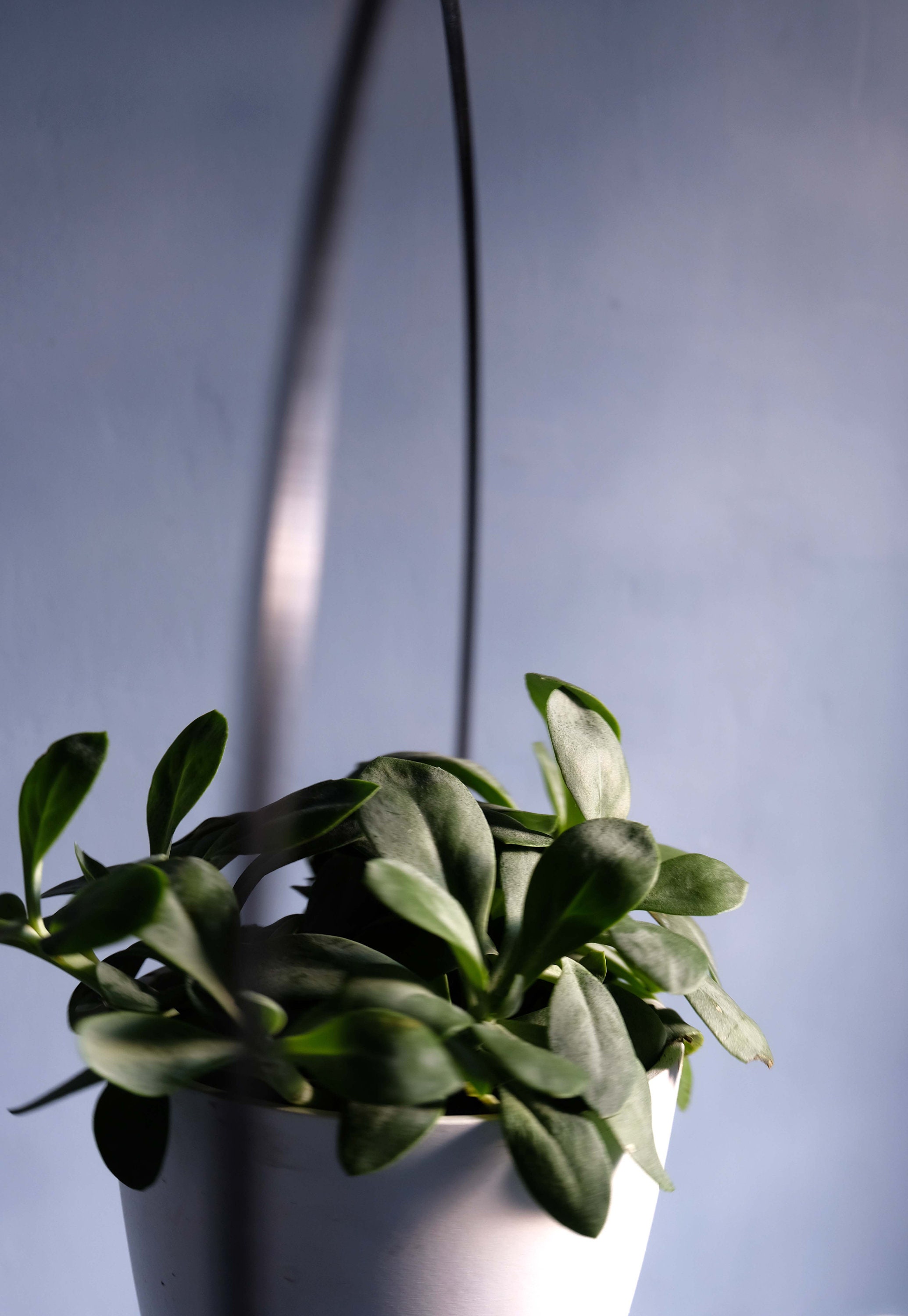 Hanging Plant Pot Holder Etsy UK