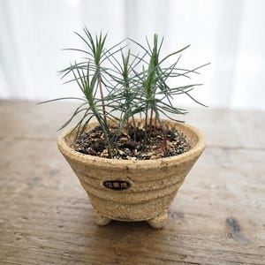 Shigaraki-Keramik-Bonsai-Starterset | Japanische Schwarzkiefer-Samen & Topf | DIY-Geschenk für Zimmerpflanzen