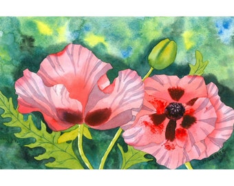 Limited Edition Signed Print, Peach Pink Poppies in Botanical Style Watercolour