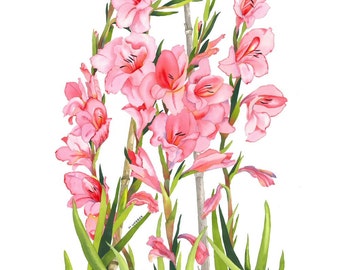 Limited Edition Signed Print, Peach Pink Gladioli Flowers in Botanical Style Watercolour
