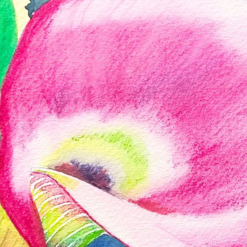 Original Art Watercolor Pencils Painting Pink Flower Calla Lily image 2