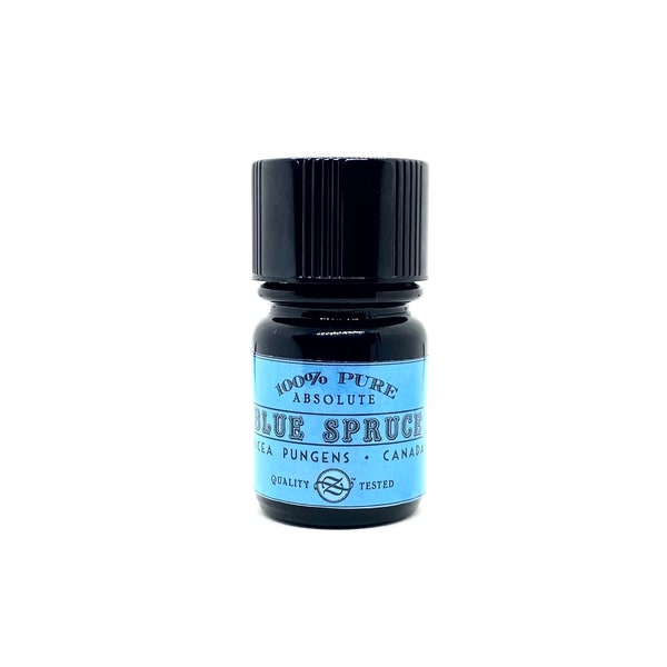 Blue Spruce Absolute, Picea pungens, Canada - 15 ml