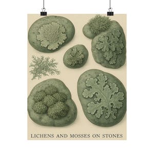 May include: A botanical print featuring various green lichens and mosses growing on smooth stones. The illustration displays detailed textures of different plant species on a light beige background with the text LICHENS AND MOSSES ON STONES.