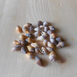 May include: A collection of small, brown, white, and purple seashells. The shells are arranged in a loose pile on a light wood surface.