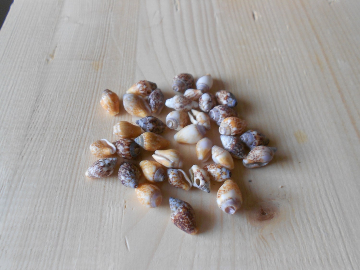 Shells, craft supply, 35 pieces, jewelry supplies, creative projects, Mediterranean tiny shells  C2