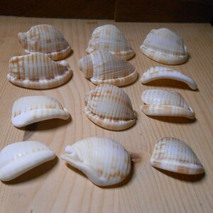 Frammenti di conchiglie, 12 pezzi di conchiglie erose dal mare, gioielleria, bigiotteria, artigianato  C31