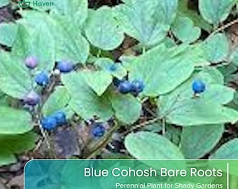 May include: A Blue Cohosh plant with green leaves and clusters of small, round, blue berries. The image includes the Green Haven logo and text that reads Blue Cohosh Bare Roots Perennial Plant for Shady Gardens.