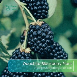May include: A cluster of ripe, dark purple blackberries hanging from a green stem with leaves. The image includes the Green Haven logo and text that reads: Ouachita Blackberry Plant, Thornless, Sweet Berries, High Yield. The berries are round.