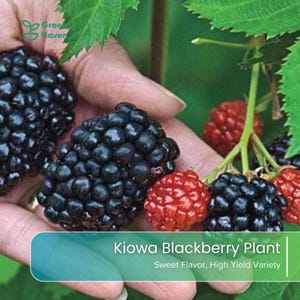 May include: Kiowa Blackberry Plant with clusters of dark black and ripening red berries on green stems. The text reads Kiowa Blackberry Plant, Sweet Flavor, High Yield Variety. The berries have a textured surface and are clustered with green leaves.