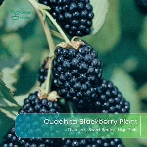 May include: A cluster of ripe, dark purple blackberries hanging from a green stem with leaves. The image includes the Green Haven logo and text that reads: Ouachita Blackberry Plant, Thornless, Sweet Berries, High Yield. The berries are round.