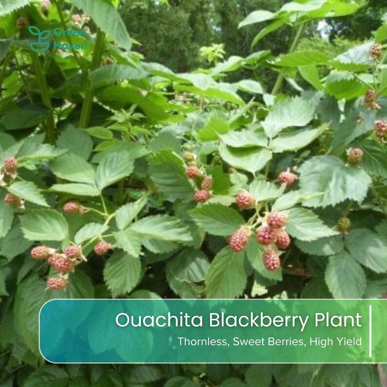 May include: A Ouachita blackberry plant with green leaves and clusters of ripening berries. The text on the image reads: Ouachita Blackberry Plant, Thornless, Sweet Berries, High Yield. The plant features numerous small, textured, reddish-purple fruits.