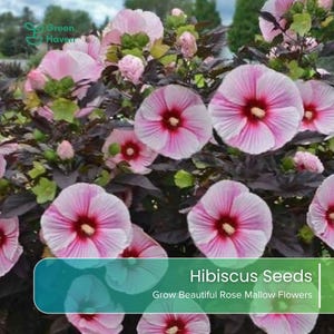 May include: A Hibiscus plant with large, pale pink flowers featuring deep red centers and dark purple foliage. The image includes the text Green Haven and Hibiscus Seeds Grow Beautiful Rose Mallow Flowers.
