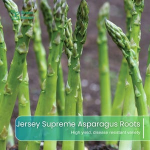 May include: A cluster of vibrant green asparagus stalks growing from the soil. A teal rectangular overlay at the bottom displays the text 'Green Haven' in the top left corner and 'Jersey Supreme Asparagus Roots' with 'High yield, disease resistant variety' below.