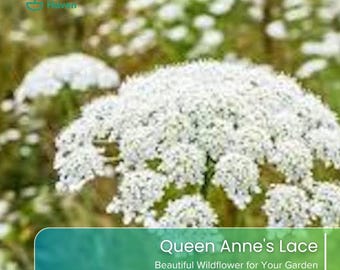 May include: A cluster of white Queen Anne's Lace wildflowers with delicate, lacy petals. The image includes the Green Haven logo and the text 'Queen Anne's Lace Beautiful Wildflower for Your Garden' on a green rectangular overlay at the bottom.