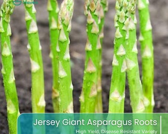 May include: Several bright green asparagus stalks emerging from dark soil. The stalks feature pointed, scale-like tips and a smooth, cylindrical texture. A logo for Green Haven is visible, along with the text Jersey Giant Asparagus Roots.