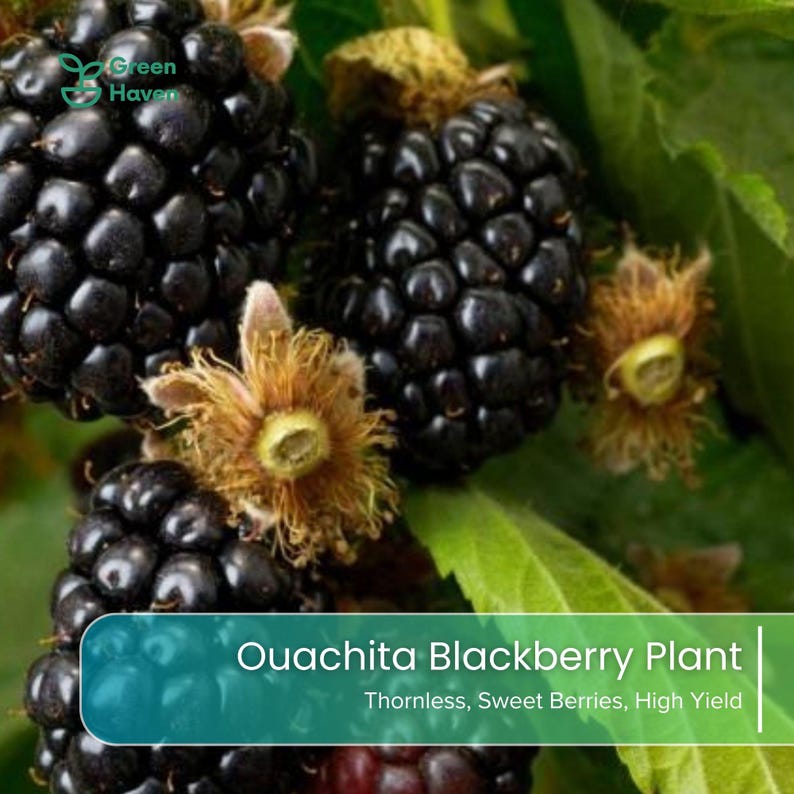 May include: A cluster of ripe, glossy black blackberries on a green plant with visible textured drupelets and light brown calyxes. A teal overlay contains the text Green Haven and Ouachita Blackberry Plant Thornless, Sweet Berries, High Yield.