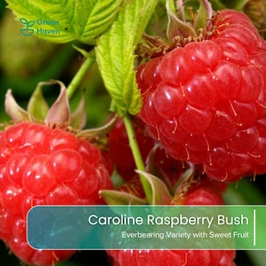 May include: A Caroline raspberry bush featuring clusters of bright red, textured raspberries and vibrant green leaves. The image includes the text Green Haven and Caroline Raspberry Bush Everbearing Variety with Sweet Fruit.