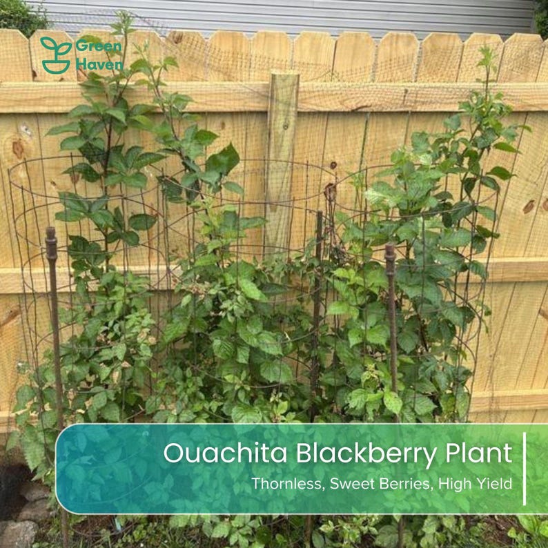 May include: A Ouachita blackberry plant with green leaves growing inside a cylindrical wire cage. The plant features a logo with the text Green Haven and a text overlay stating Ouachita Blackberry Plant, Thornless, Sweet Berries, High Yield.