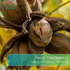 May include: A brown, textured pecan nut with its woody outer husk partially open, revealing the shell. The image includes the Green Haven logo and text that reads: Pecan Tree Seeds, Grow your own pecan tree with ease!