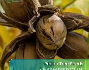May include: A brown, textured pecan nut with its woody outer husk partially open, revealing the shell. The image includes the Green Haven logo and text that reads: Pecan Tree Seeds, Grow your own pecan tree with ease!