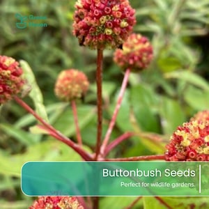 May include: Buttonbush seeds featuring spherical, textured clusters of red and yellow florets on thin, reddish stems. The image includes the Green Haven logo and text that reads Buttonbush Seeds. Perfect for wildlife gardens.
