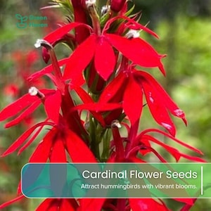 May include: A vibrant red cardinal flower with elongated petals and a central stalk. The image includes the text Green Haven and Cardinal Flower Seeds, Attract hummingbirds with vibrant blooms, overlaid on a green background.