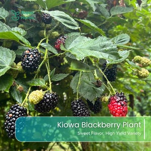 May include: A Kiowa blackberry plant with clusters of dark, ripe blackberries and some unripe green berries on green leafy stems. The image includes the text: Kiowa Blackberry Plant, Sweet Flavor, High Yield Variety, and a Green Haven logo.