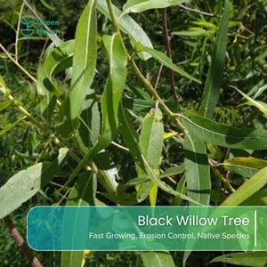May include: A Black Willow tree with long, slender, serrated green leaves and thin, light-colored stems. A teal overlay at the bottom displays the text: Black Willow Tree, Fast Growing, Erosion Control, Native Species. Green Haven logo is visible.