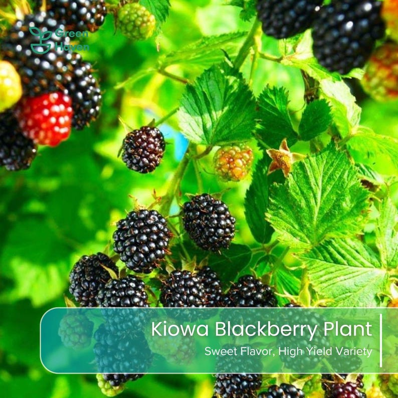 May include: A Kiowa blackberry plant featuring clusters of dark, ripe blackberries alongside several unripe red and green berries. The plant has vibrant green leaves and stems. Text on the image reads Kiowa Blackberry Plant.