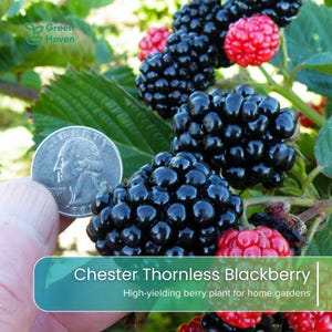 May include: A cluster of Chester Thornless blackberries on a green leafy vine, with some berries appearing black and others red. A silver United States quarter coin is positioned next to the berries for scale, and the text reads Chester Thornless Blackberry.