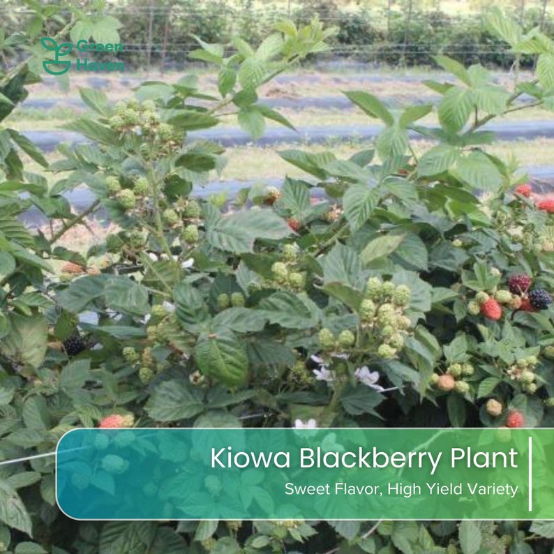 May include: A Kiowa blackberry plant featuring green leaves, small white flowers, and clusters of berries in various stages of ripening from green to dark purple. The text on the image reads Kiowa Blackberry Plant, Sweet Flavor, High Yield Variety.