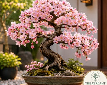 Bonsái de cerezo en flor vivo / Planta de sakura japonesa / Bonsái de interior con flores rosas