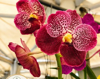 Rlc. Joy Sokabe 'volcano Queen'. Live Cattleya Orchid Species