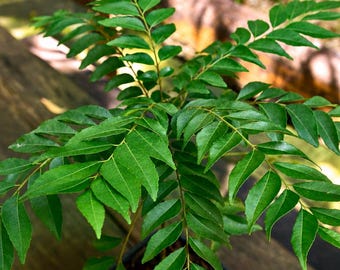 Murraya Koenigii Curry Leaf Tree | Live Curry Plant | Fresh Curry Leaves | Indian Curry Tree | Indoor Herb Plant | Live Plant