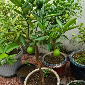 Op de afbeelding: Een citrusboom in een pot met drie ronde groene vruchten aan de takken. De boom staat in een blauw-witte keramische pot. Een rond logo rechtsonder bevat een plantpictogram en de tekst THE VERDANT NEST.