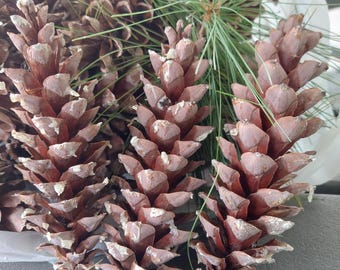7" XL Natural Eastern White Pine Cones set of 40 Pesticide and herbicide free