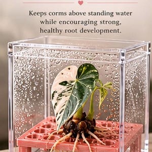 Puede incluir: Un recipiente cuadrado de acr&iacute;lico transparente que contiene una plataforma de rejilla de pl&aacute;stico rosa con cuatro patas. Una planta con una hoja variegada blanca y verde y ra&iacute;ces expuestas descansa sobre la rejilla. Texto: ELEVATED FOR Better Roots.