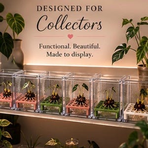 Puede incluir: Seis vitrinas rectangulares transparentes dispuestas en fila, cada una con un peque&ntilde;o bulbo de planta sobre una plataforma de rejilla de colores. El texto superior dice: DESIGNED FOR Collectors. Functional. Beautiful. Made to display.