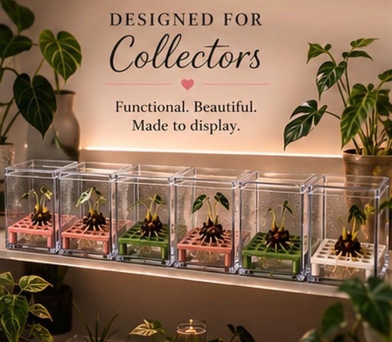 Puede incluir: Seis vitrinas rectangulares transparentes dispuestas en fila, cada una con un peque&ntilde;o bulbo de planta sobre una plataforma de rejilla de colores. El texto superior dice: DESIGNED FOR Collectors. Functional. Beautiful. Made to display.