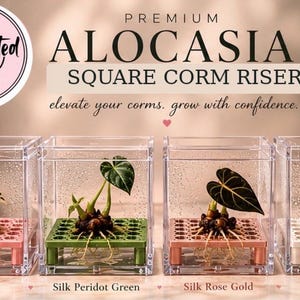 Puede incluir: Cuatro recipientes cuadrados de acr&iacute;lico transparente, cada uno con un peque&ntilde;o cormo de planta sobre un soporte de pl&aacute;stico de color. Los soportes son rosa, verde, oro rosa y blanco. El texto dice: PREMIUM ALOCASIA SQUARE CORM RISERS.