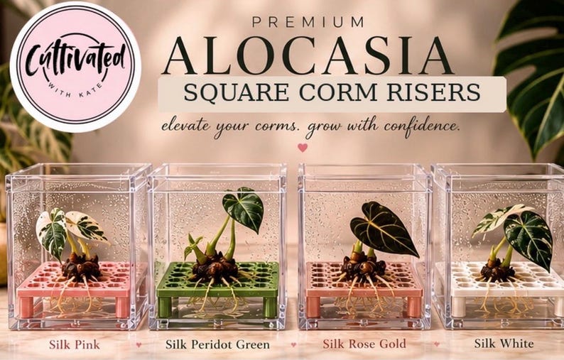 Puede incluir: Cuatro recipientes cuadrados de acr&iacute;lico transparente, cada uno con un peque&ntilde;o cormo de planta sobre un soporte de pl&aacute;stico de color. Los soportes son rosa, verde, oro rosa y blanco. El texto dice: PREMIUM ALOCASIA SQUARE CORM RISERS.