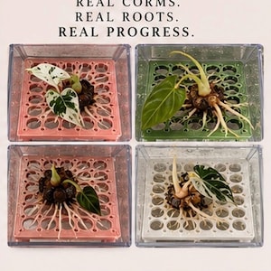 Puede incluir: Cuatro recipientes cuadrados transparentes que contienen cada uno un cormo de planta con ra&iacute;ces sobre una rejilla de pl&aacute;stico de color. El texto REAL CORMS. REAL ROOTS. REAL PROGRESS. est&aacute; arriba. Las rejillas son rosas, verdes, rosas y blancas.