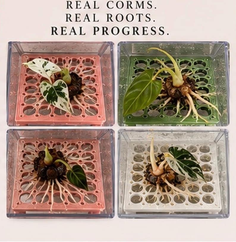 Puede incluir: Cuatro recipientes cuadrados transparentes que contienen cada uno un cormo de planta con ra&iacute;ces sobre una rejilla de pl&aacute;stico de color. El texto REAL CORMS. REAL ROOTS. REAL PROGRESS. est&aacute; arriba. Las rejillas son rosas, verdes, rosas y blancas.