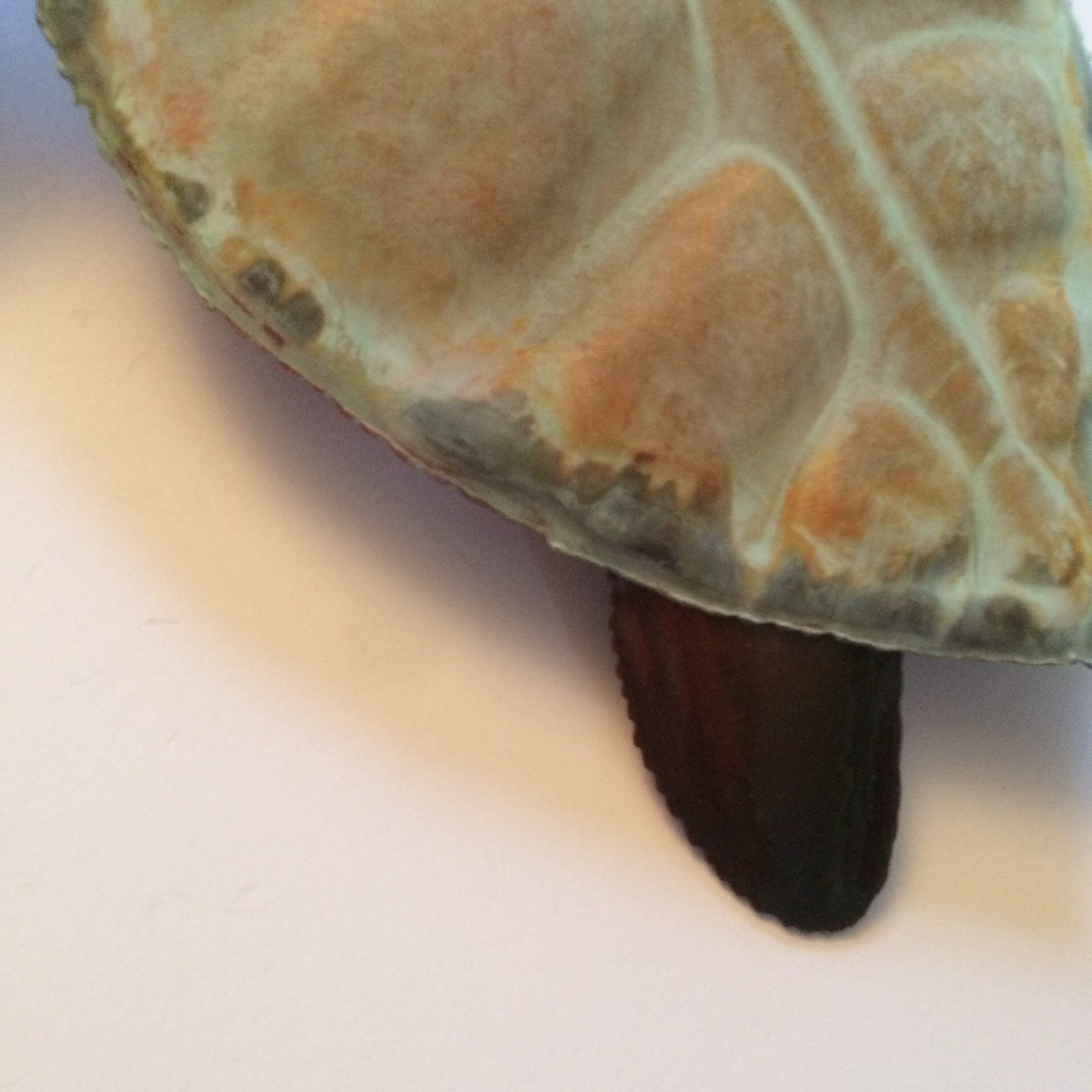 Copper Sea Turtle/Copper Wall Art/Coastal Wall Decor/Metal Sea Etsy