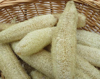 May include: A wicker basket filled with natural loofah sponges. The loofahs are light beige and have a textured, woven appearance.