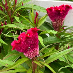 Cockscomb Seeds/Color-Fuschia/Heirloom Seeds/Naturally Grown Flower Seeds