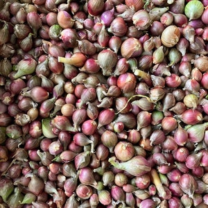 12 Egyptian Walking Onion Topset Bulbs