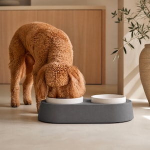 May include: A curly-haired brown dog eating from a dual-bowl pet feeder. The feeder features a dark gray, oval-shaped base with two removable white ceramic bowls set into the top. The word "nola" is embossed in small letters on the front base.