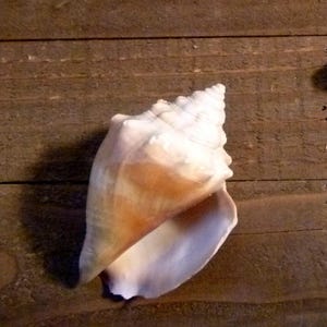 May include: Three conch shells with a spiral shape and a mix of white, tan, and brown colors. The shells are arranged on a wooden surface with visible wood grain.