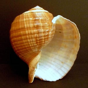 May include: A large, brown seashell with a white interior. The shell has a spiral shape and a smooth, glossy surface.